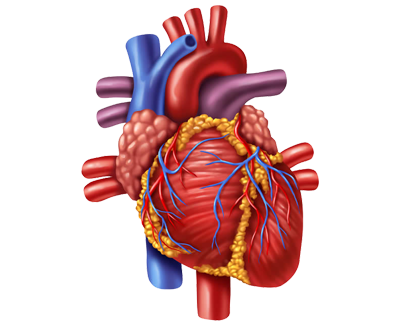 Coronary